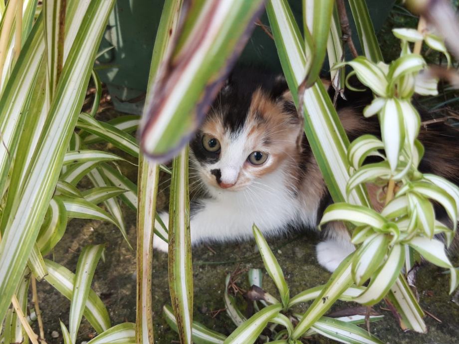 Mačke za udomljavanje