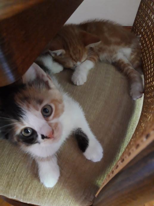 Mačke za udomljavanje