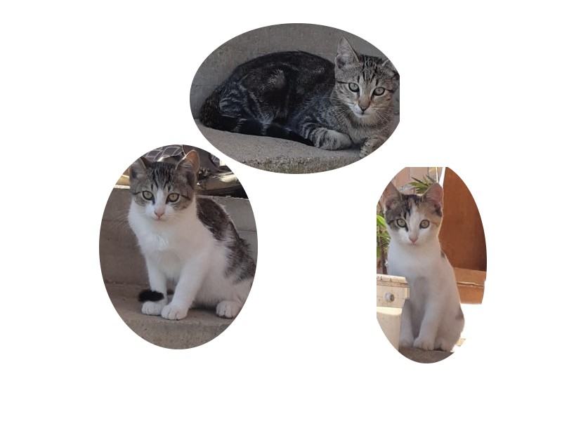 mačke za udomljavanje