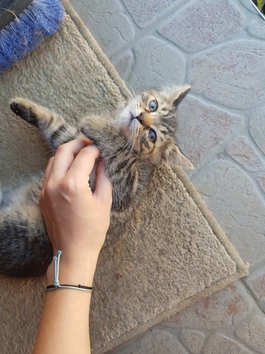 Mačke za udomljavanje