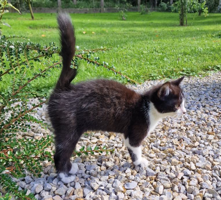 Vrckasta mačkica traži dobri dom