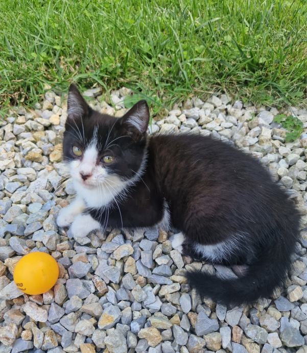 Vrckasta mačkica traži dobri dom