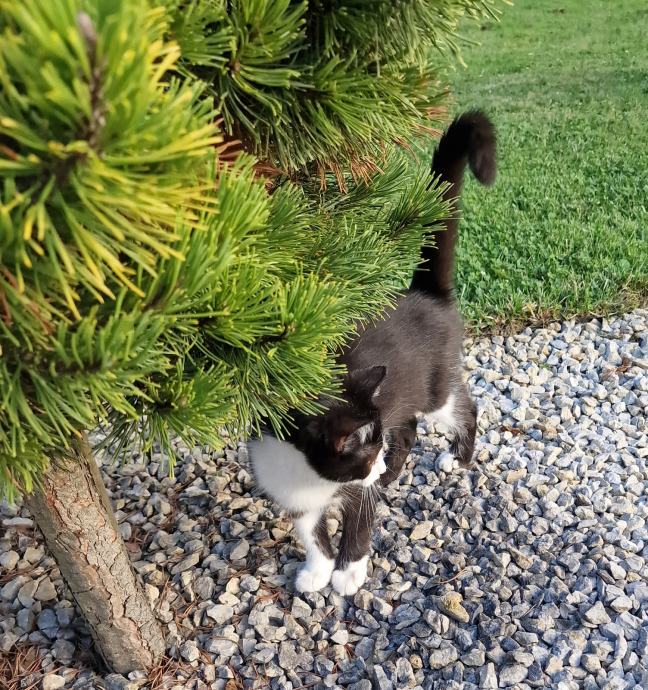 Vrckasta mačkica traži dobri dom