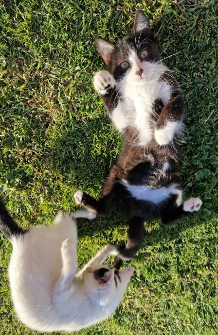 Vrckasta mačkica traži dobri dom