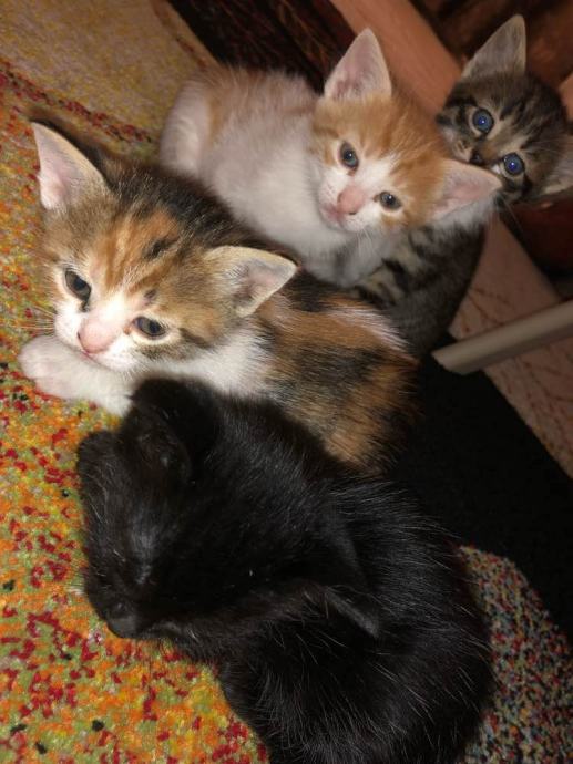 Mali mačići traže dom