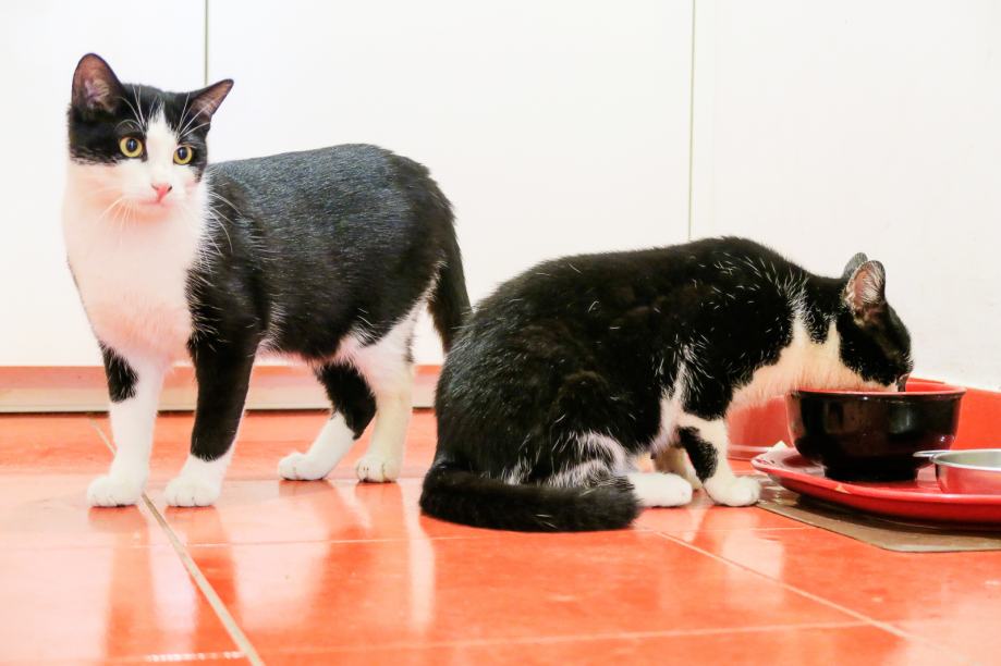 Neodoljivi 10-mjesečni mačići blizanci, kastrirani, traže dom!