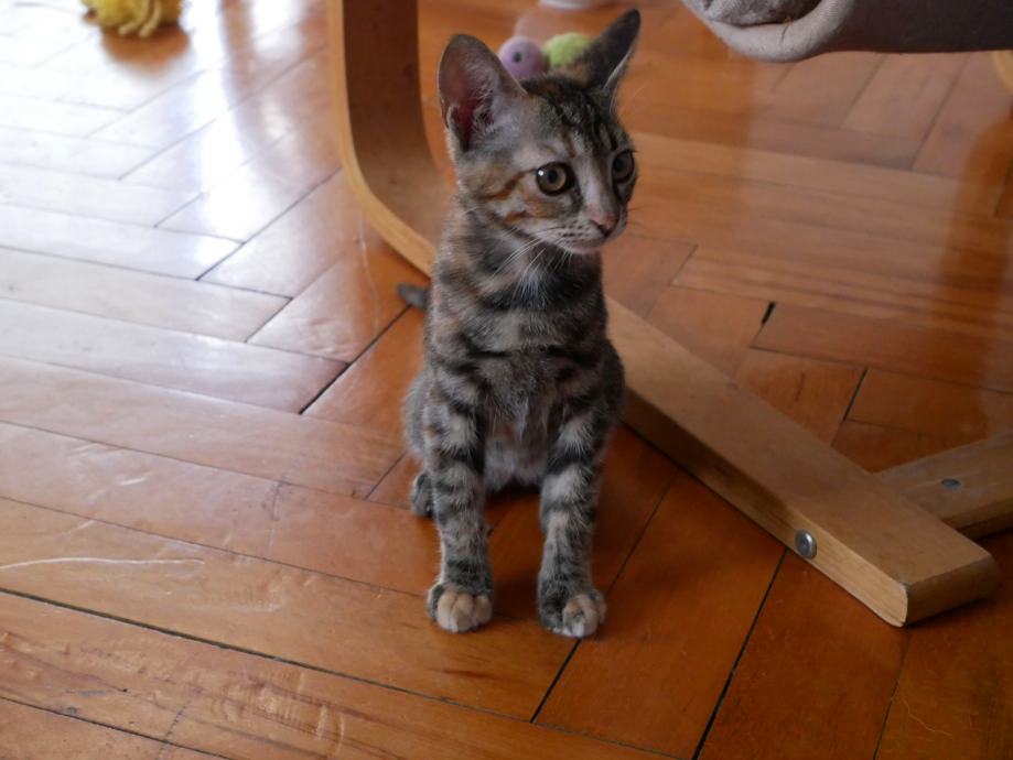 nježna mazna mačkica