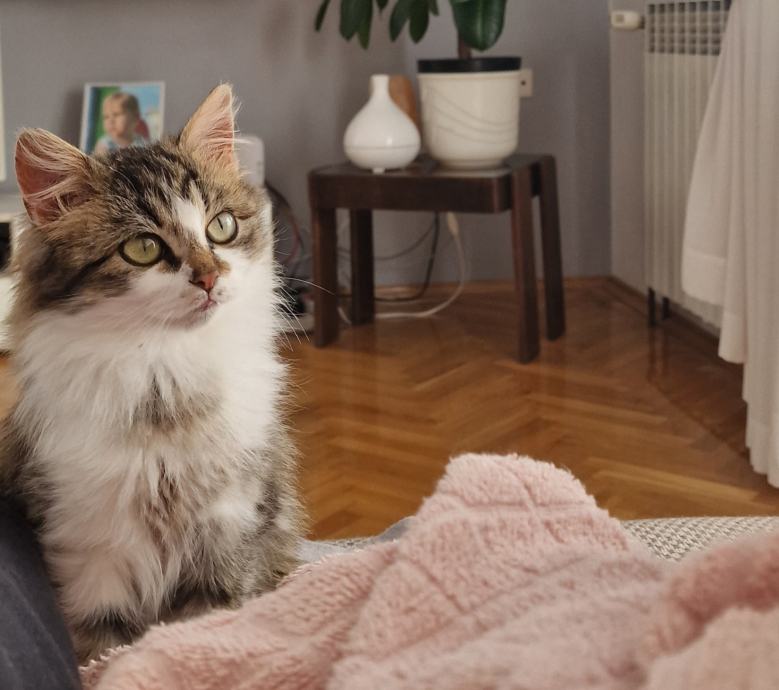 Pahuljasta mačkica traži dobar dom