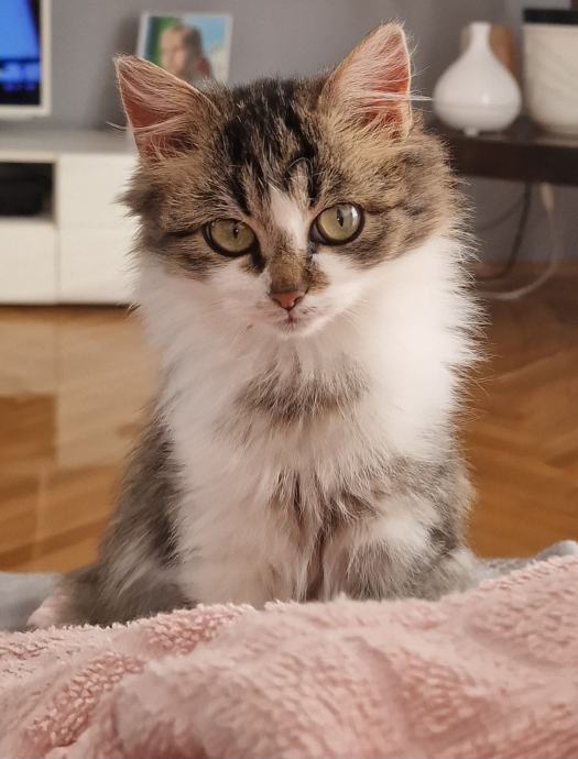 Pahuljasta mačkica traži dobar dom