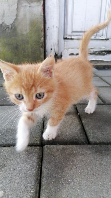 POKLANJAM DVA MALA MAČIĆA HITNO!!