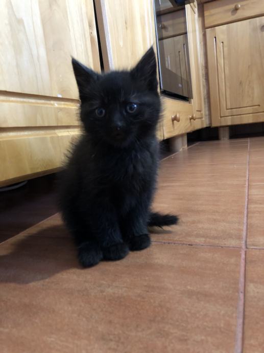 Poklanjamo 2 mala muška mačića