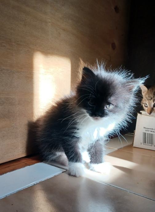 Poklanjamo male mačke