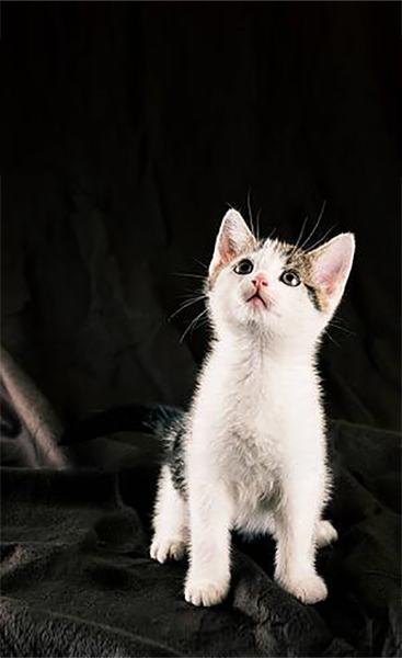 prekrasna mala mačkica