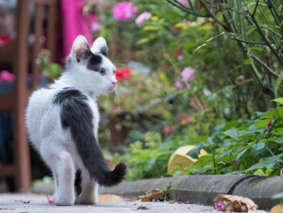 prekrasna malena mačkica