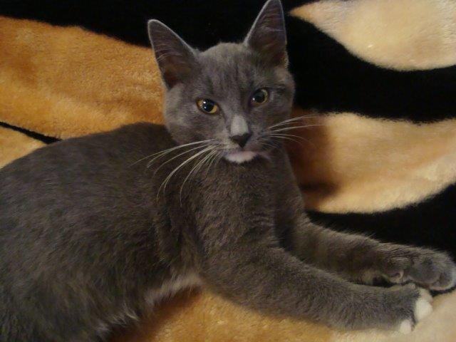 Prekrasna mlada maca Gray