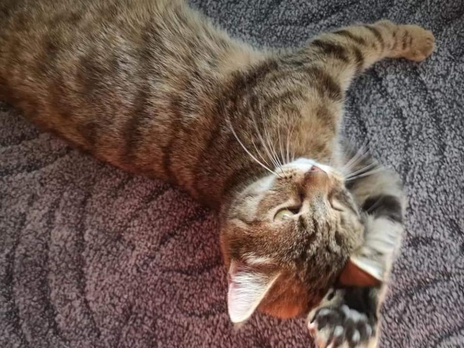 RISA TRAZI NAJBOLJI DOMEK