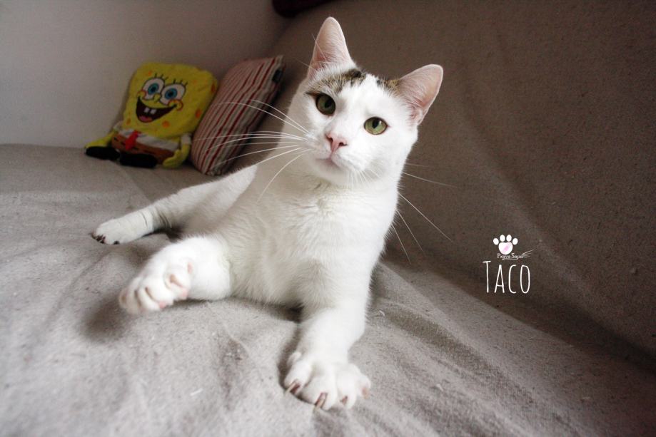 TACO, mačak za obitelj :)