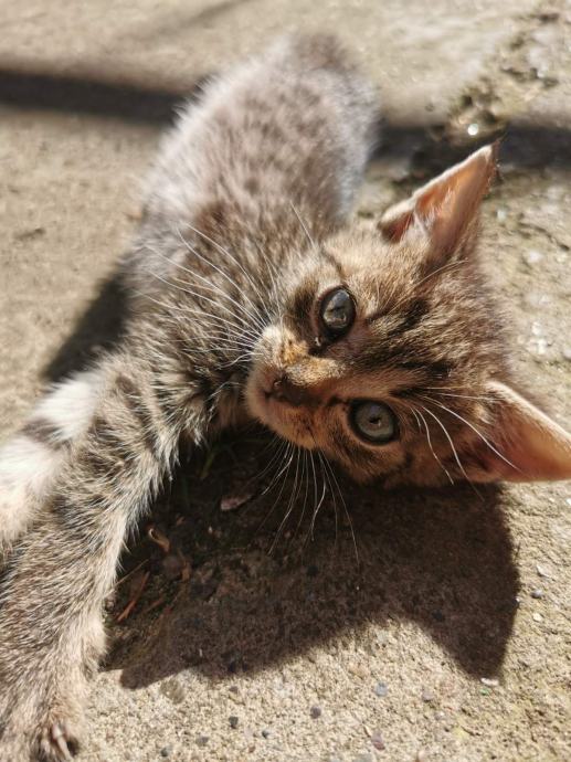 Tri mala mačka traže dom