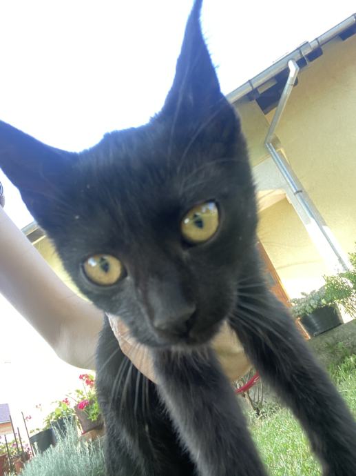 Tri male mace za udomljavanje