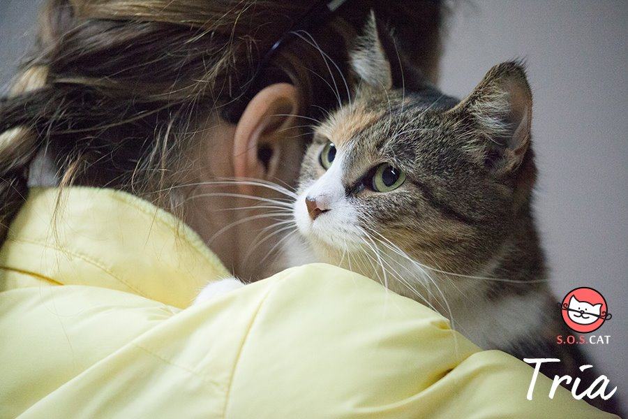 Sterilizirana maca TRIA zaslužuje dom i svoju obitelj