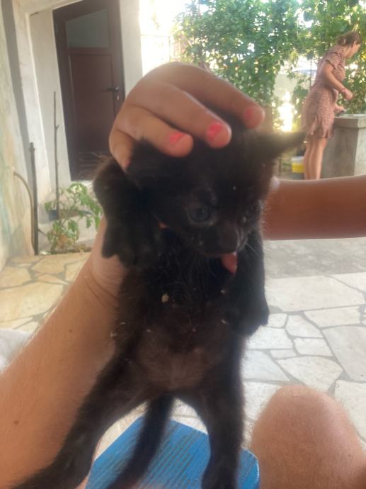 Hitno udomljavanje macica