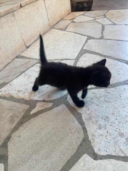 Hitno udomljavanje macica