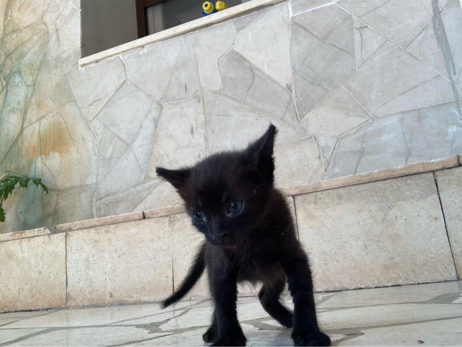 Hitno udomljavanje macica