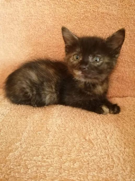 Umiljate mace za udomljavanje