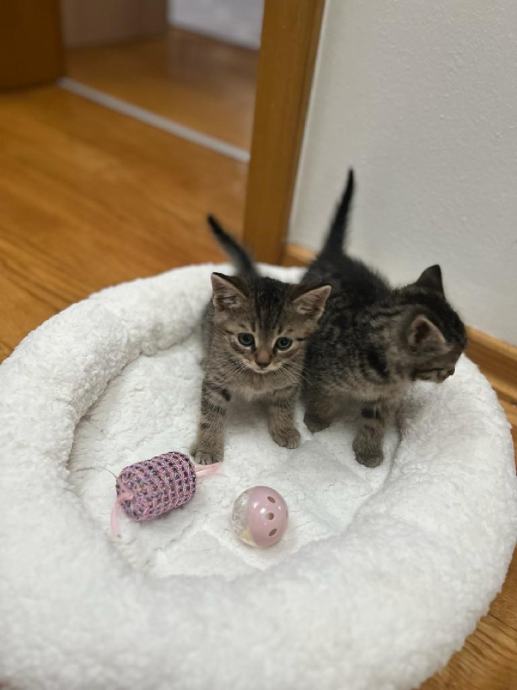 Ženske mačke za udomljavanje