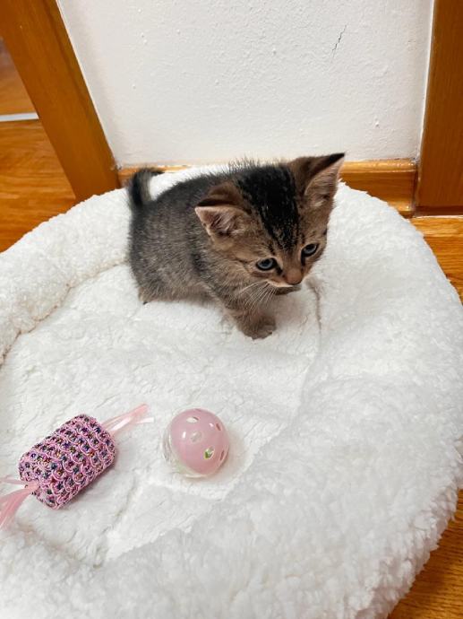 Ženske mačke za udomljavanje