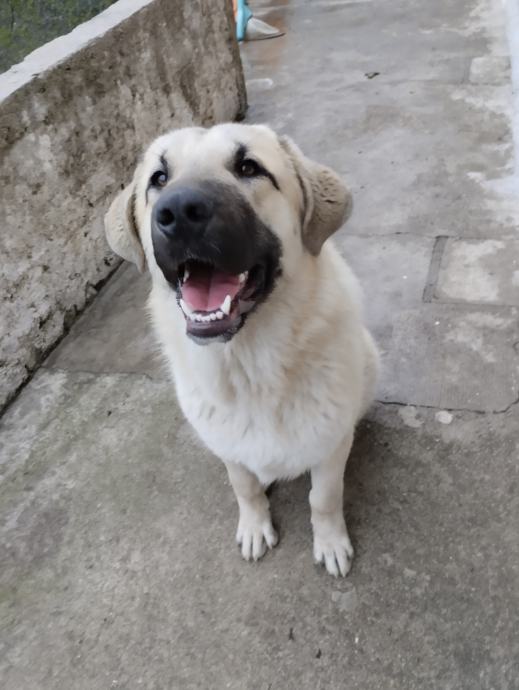 KAI* kangal+šarplaninac