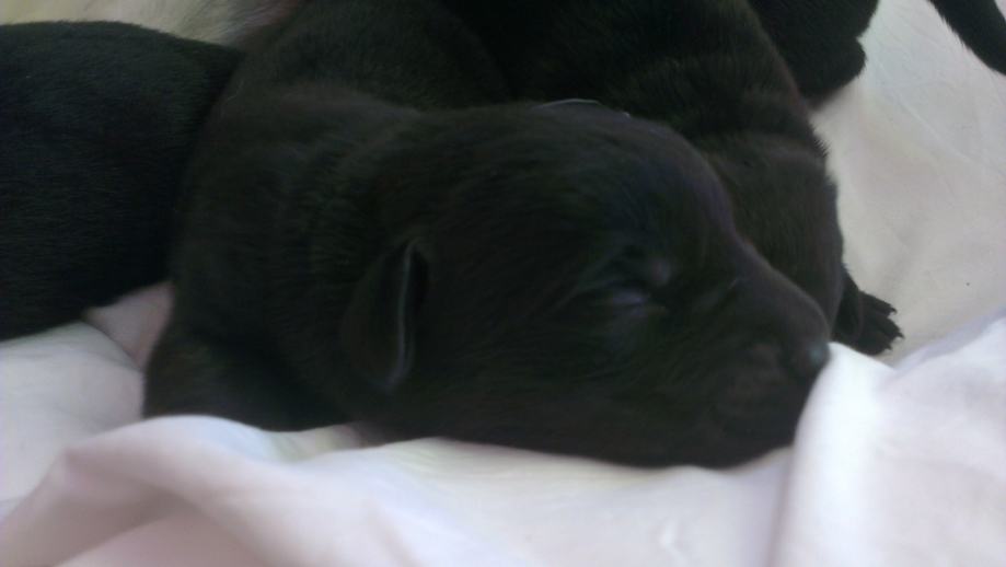 Labrador štenci crni