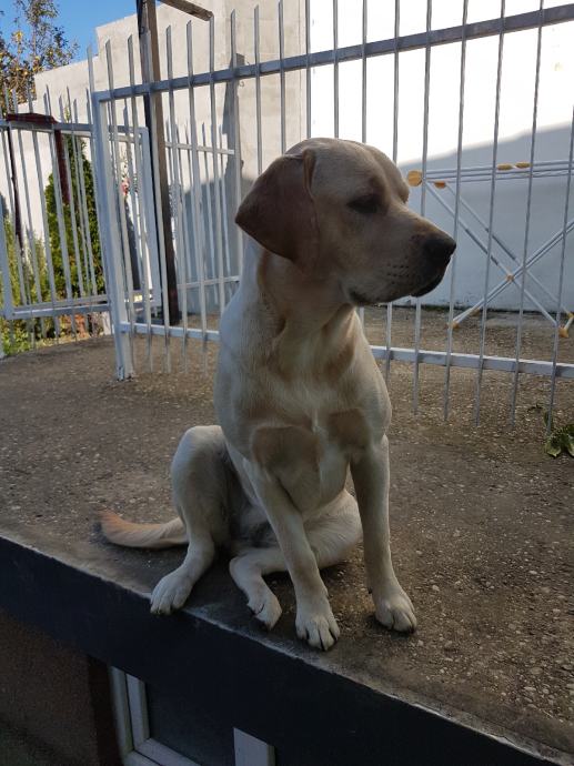 Labrador, ženka, 8 mj. poklanjamo