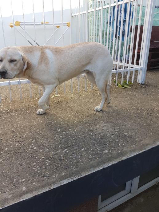 Labrador, ženka, 8 mj. poklanjamo