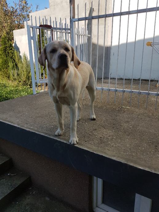Labrador, ženka, 8 mj. poklanjamo