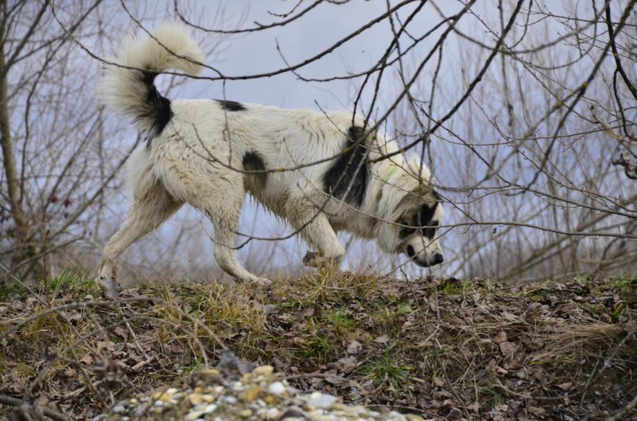 Loli Mješanac šarplaninca i Kavkaskog ovčara