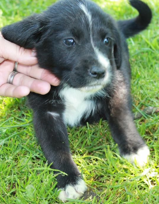 Mališa mješanac labradora i bernardinke najmanji u leglu...