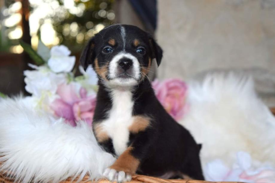 Mini Robi Mini Robi traži dom