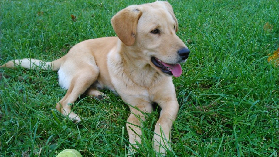 Mješanac labradora i terijera Mango traži dom!