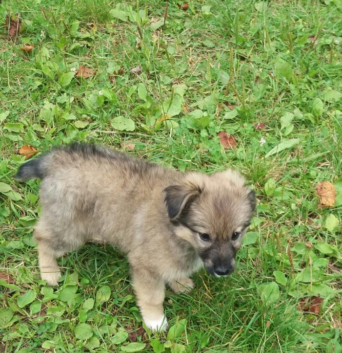 HITNO Mješanci hrvatskog ovčara i šarplaninca