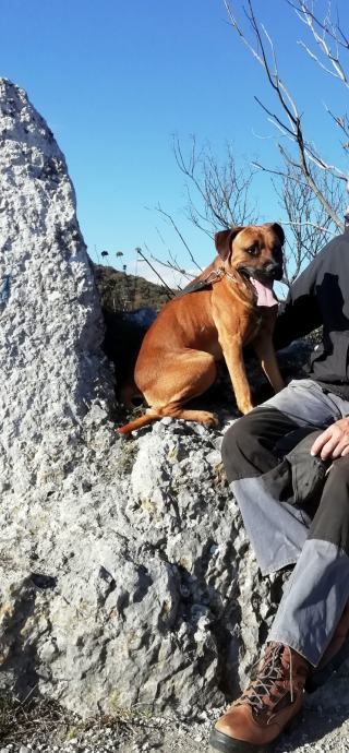 Pas Ridgeback pas čuvar-rhodesian ridgeback