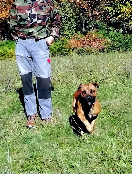 Pas Ridgeback pas čuvar-rhodesian ridgeback