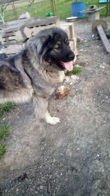 poklanjam ženku šarplaninaca