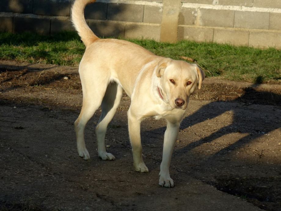 Prekrasna Amy, u tipu labradora, sinonim ljubavi i dobrote...