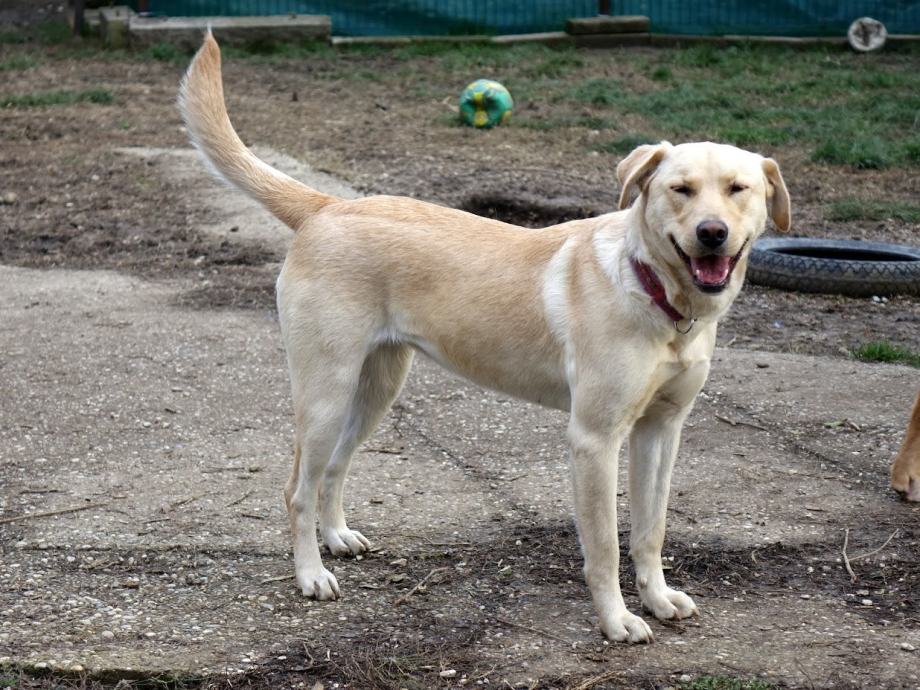 Prekrasna Amy, u tipu labradora, sinonim ljubavi i dobrote...