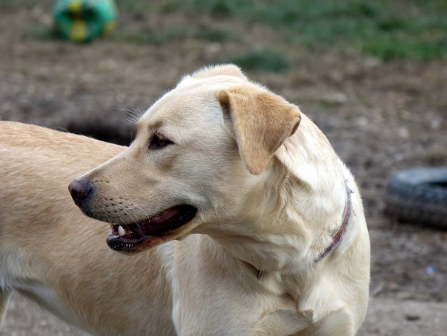 Prekrasna Amy, u tipu labradora, sinonim ljubavi i dobrote...