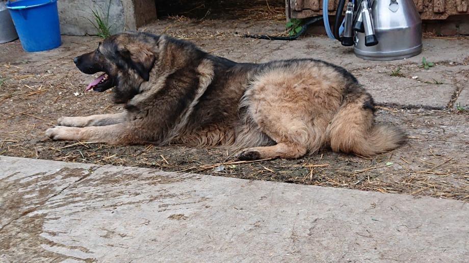 Šarplaninac poklanjam