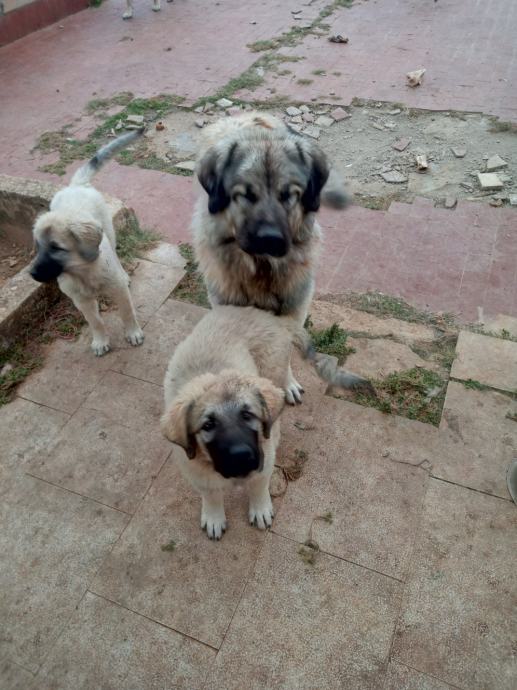 Šarplaninac, poklanjam