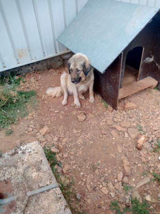 Šarplaninac ženka, poklanjam