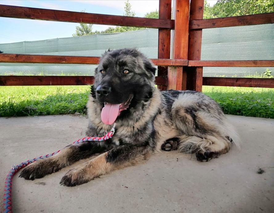 Šira predivna plaha, mila duša u tipu šarplaninca [azil Dumovec]